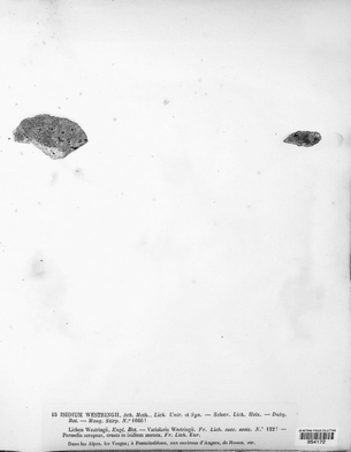 Isidium westringii image
